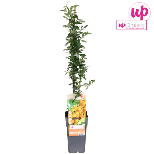 Pyracantha Soleil d'Or 65cm 15cm Pot