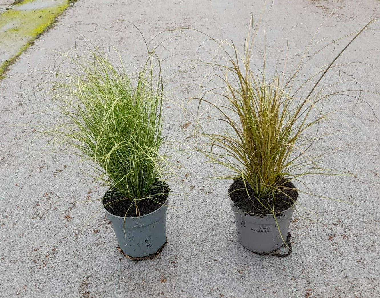 Valk BV Patioplant Carex tes. Prairie Fire Color Grass Pack of 12