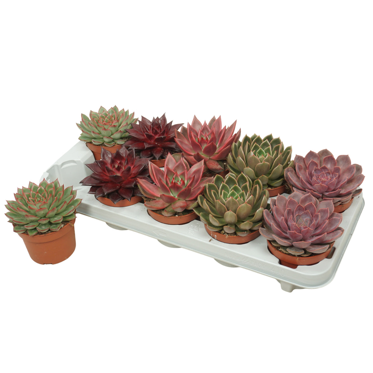 Echeveria mix 14cm 10.5cm Pot