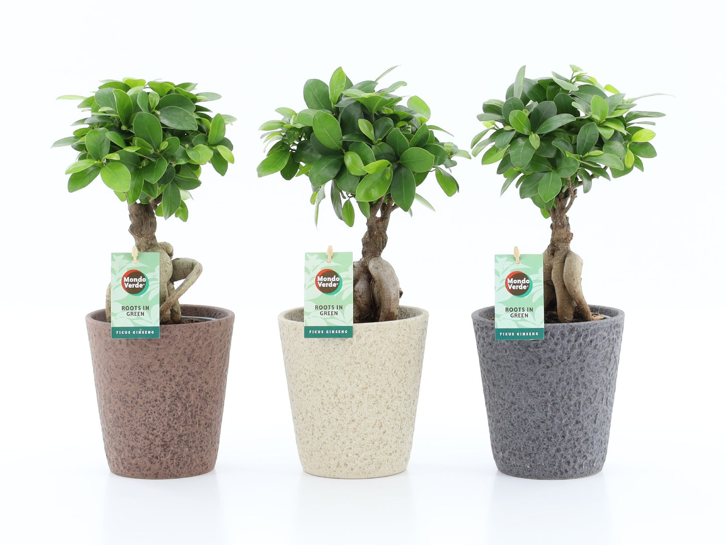 Ficus Ginseng 35cm 13cm Pot
