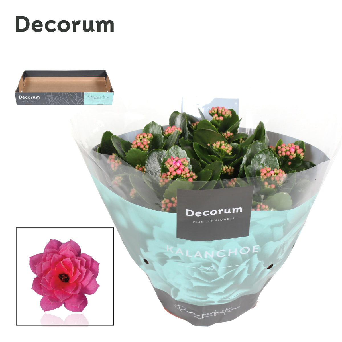 Kalanchoe pink decorum 28cm 23cm Pot