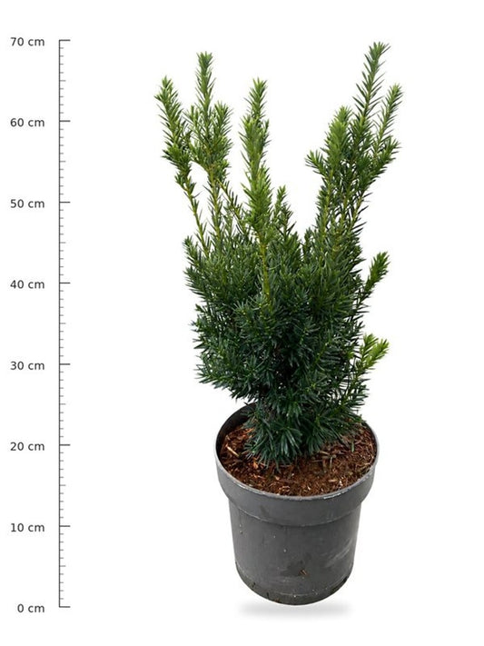 Taxus cuspidata Nana 65cm 23cm Pot