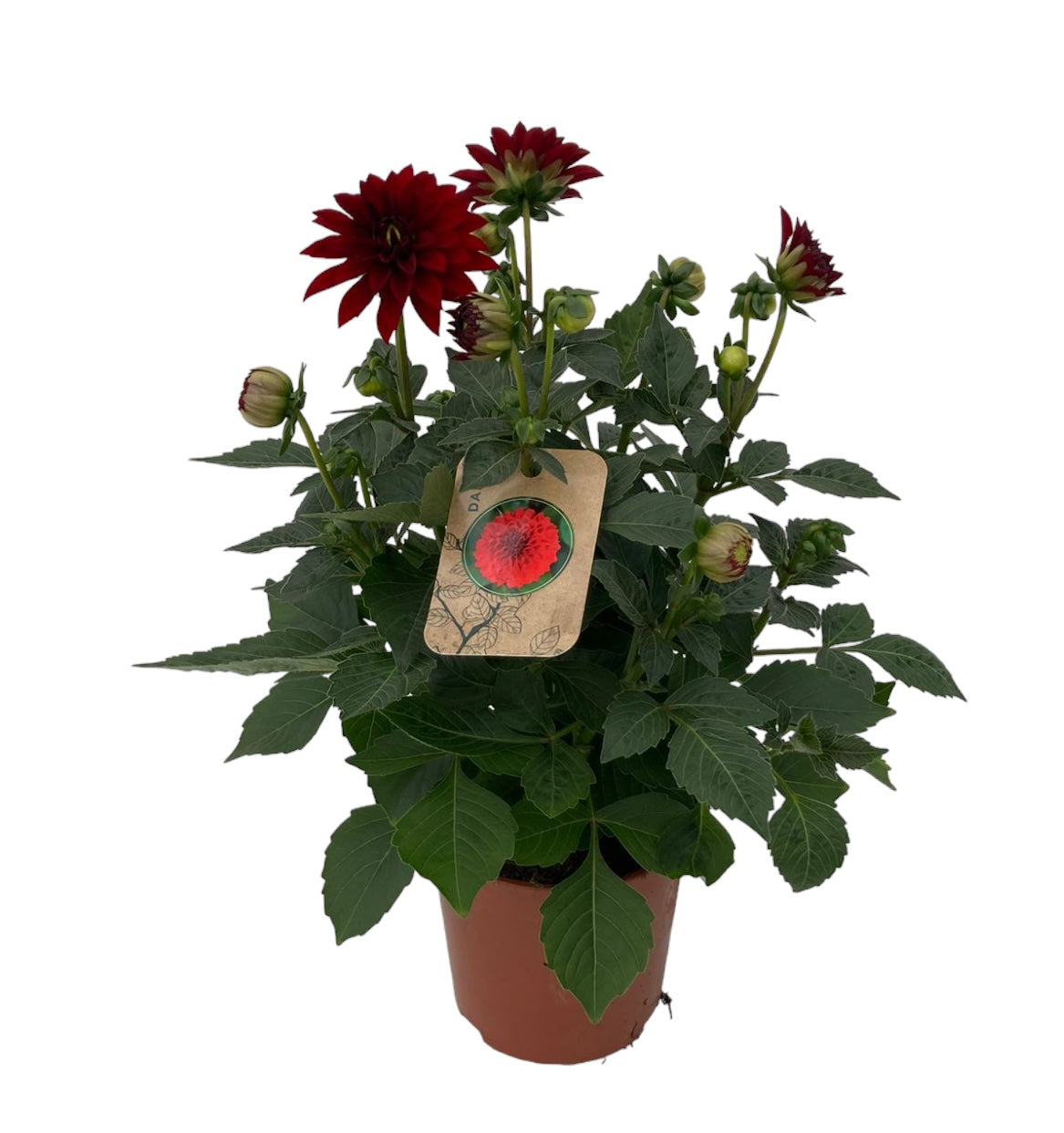 Dahlia Dalina Maxi Topia 30cm 15cm Pot