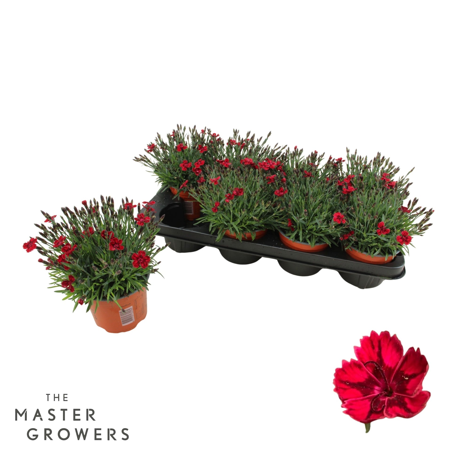 Dianthus Pillow Berry Red 25cm 12cm Pot