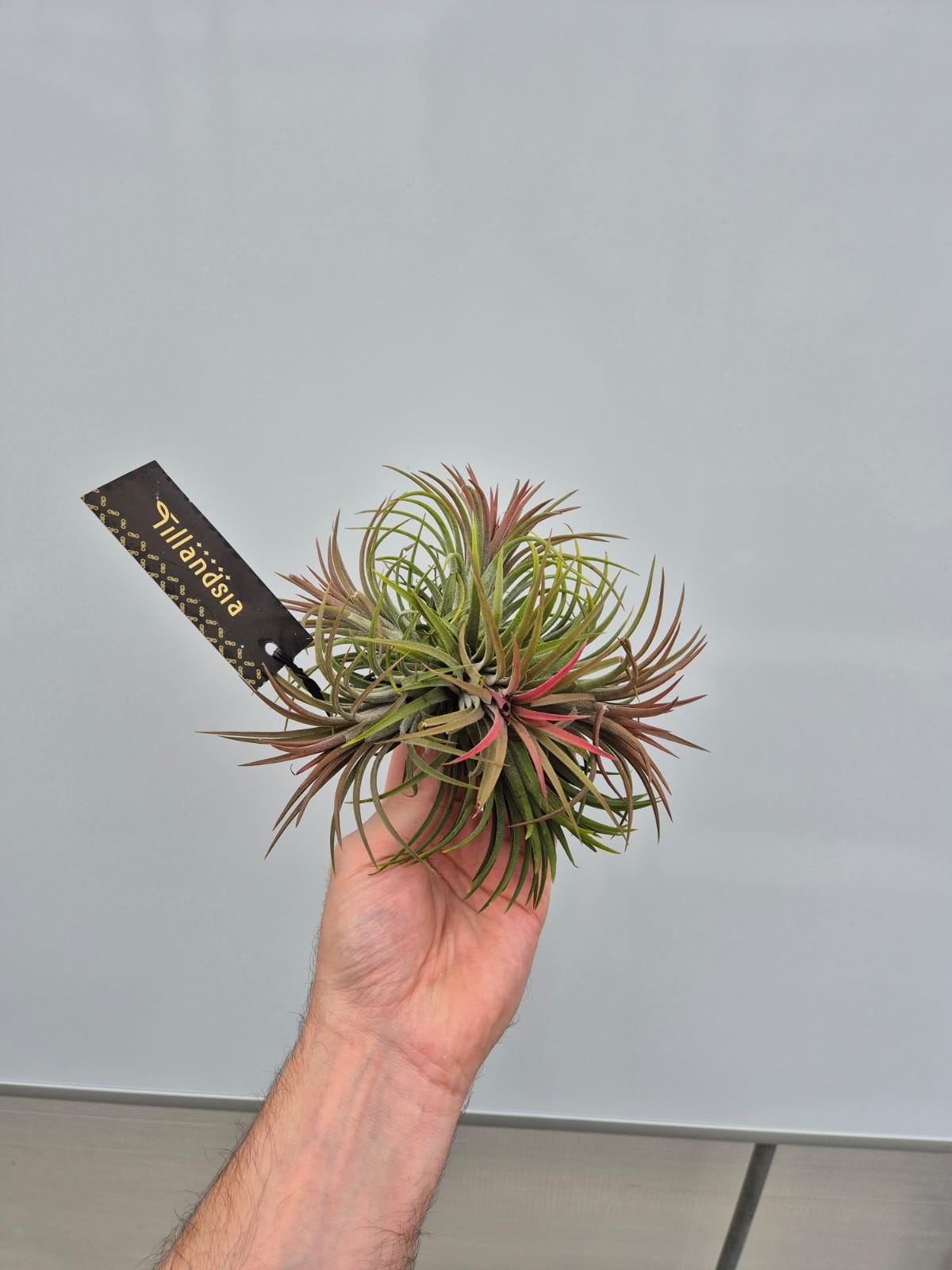 Tillandsia Creative red 10cm 15cm Pot
