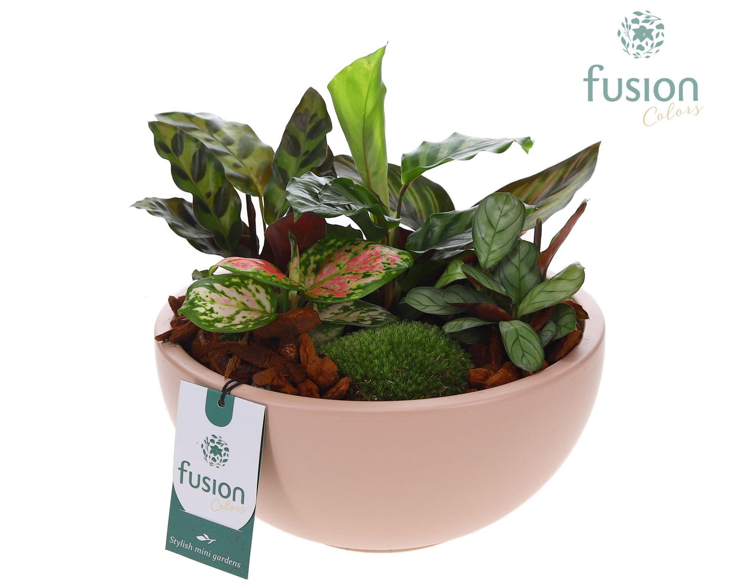 Schaal keramiek Moon Large blush pink met groene planten 20cm 18cm Pot