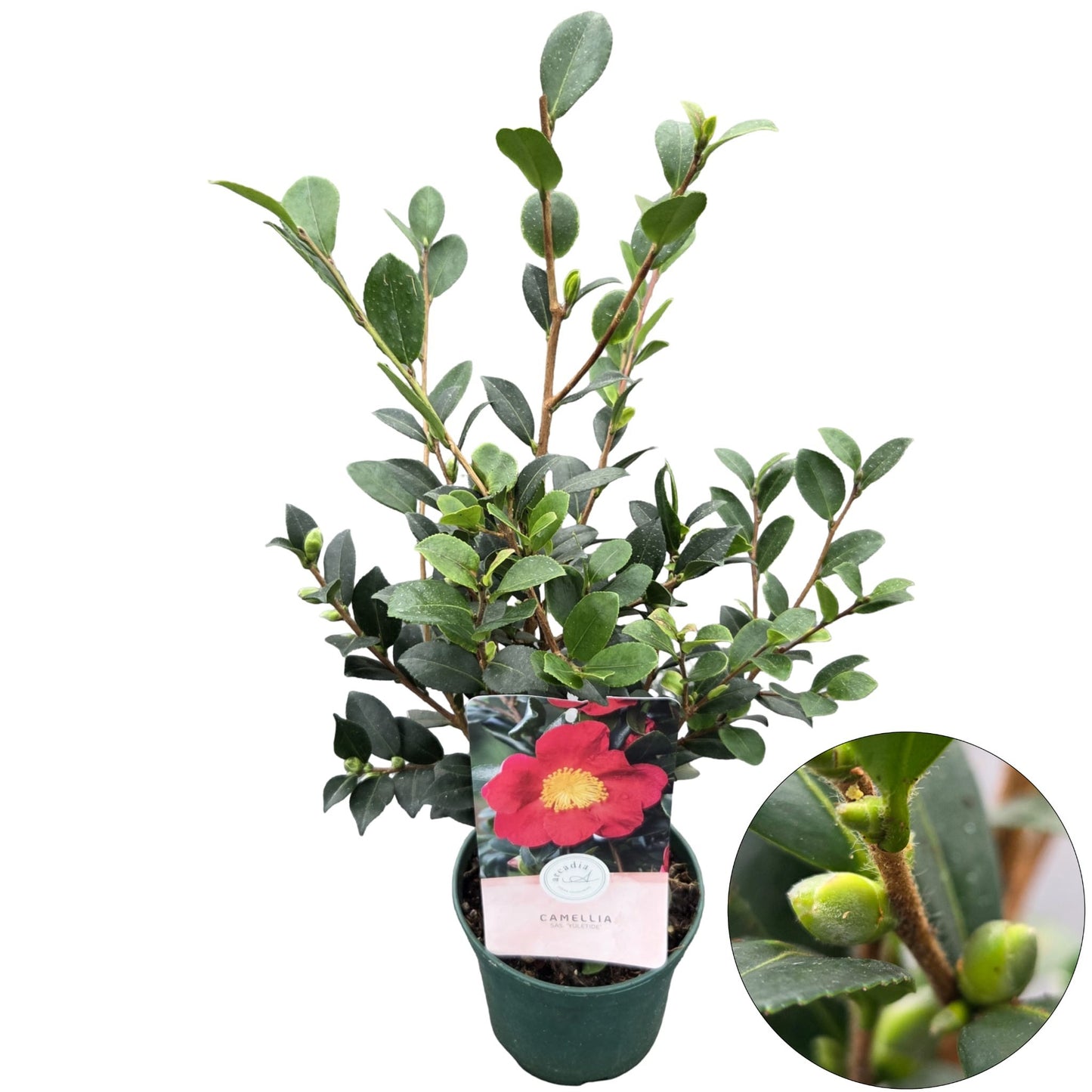 Camellia sasanqua 35cm 15cm Pot