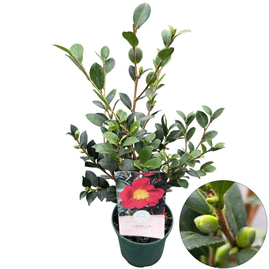 Camellia sasanqua 35cm 15cm Pot