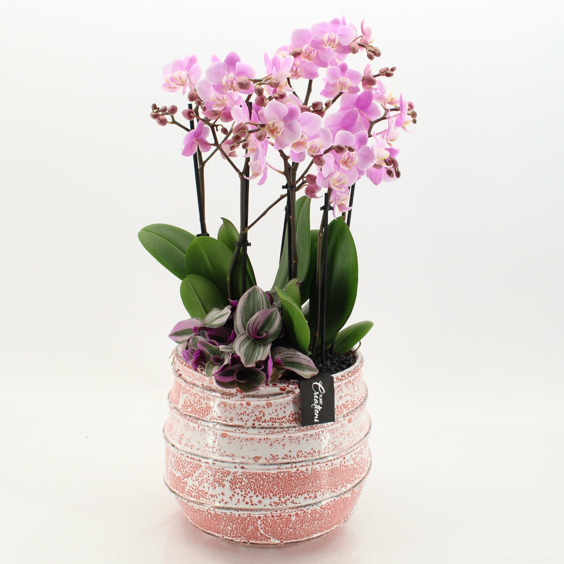 Phalaenopsis arrangement 70cm 24cm Pot
