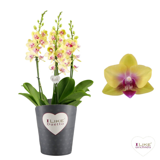 Levoplant BV Phalaenopsis mf. Spunky Pack of 5