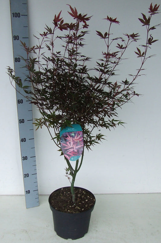 Acer Skeeters Broom 90cm 23cm Pot
