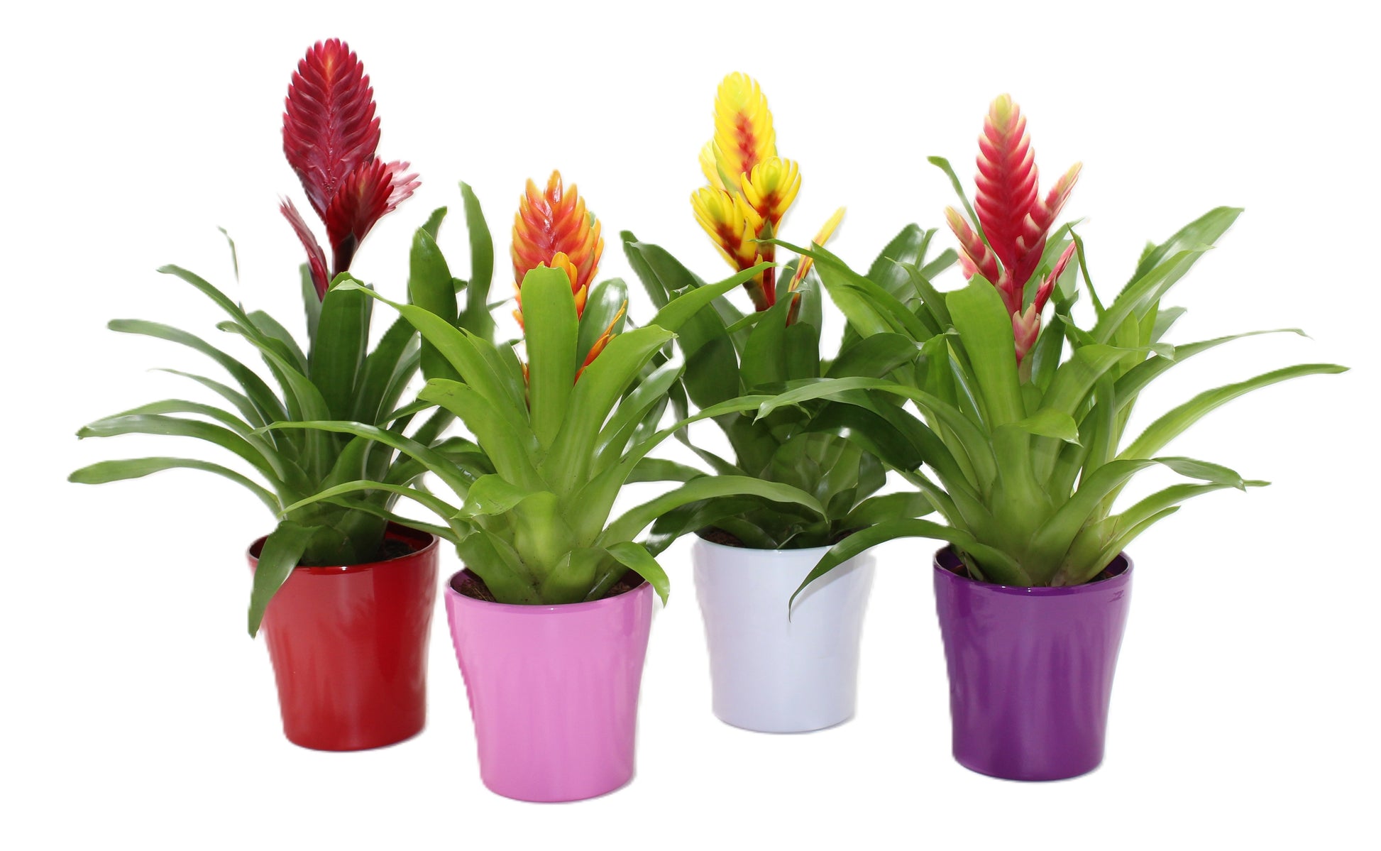 LKP plants Vriesea mix Pack of 6