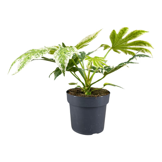 Fatsia jap. Variegata 35cm 17cm Pot