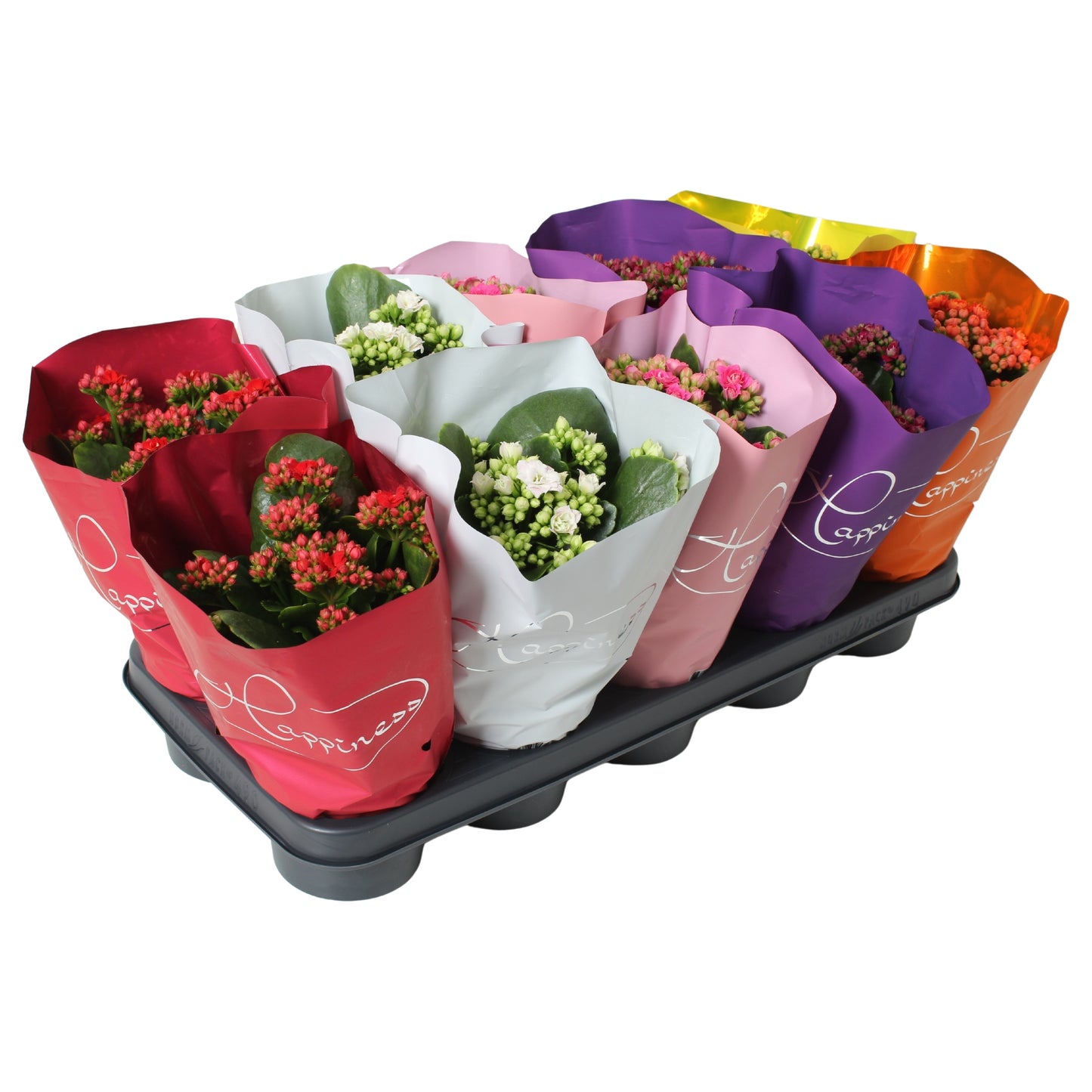 GP Power Plants Kalanchoe Perfecta mix Pack of 10