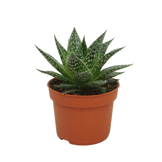 Gasteria 15cm 10.5cm Pot