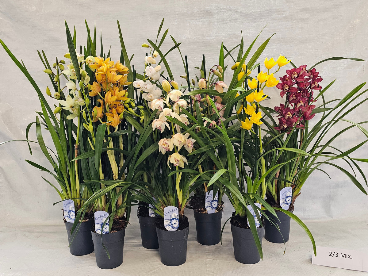 Cymbidium mix 80cm 14cm Pot