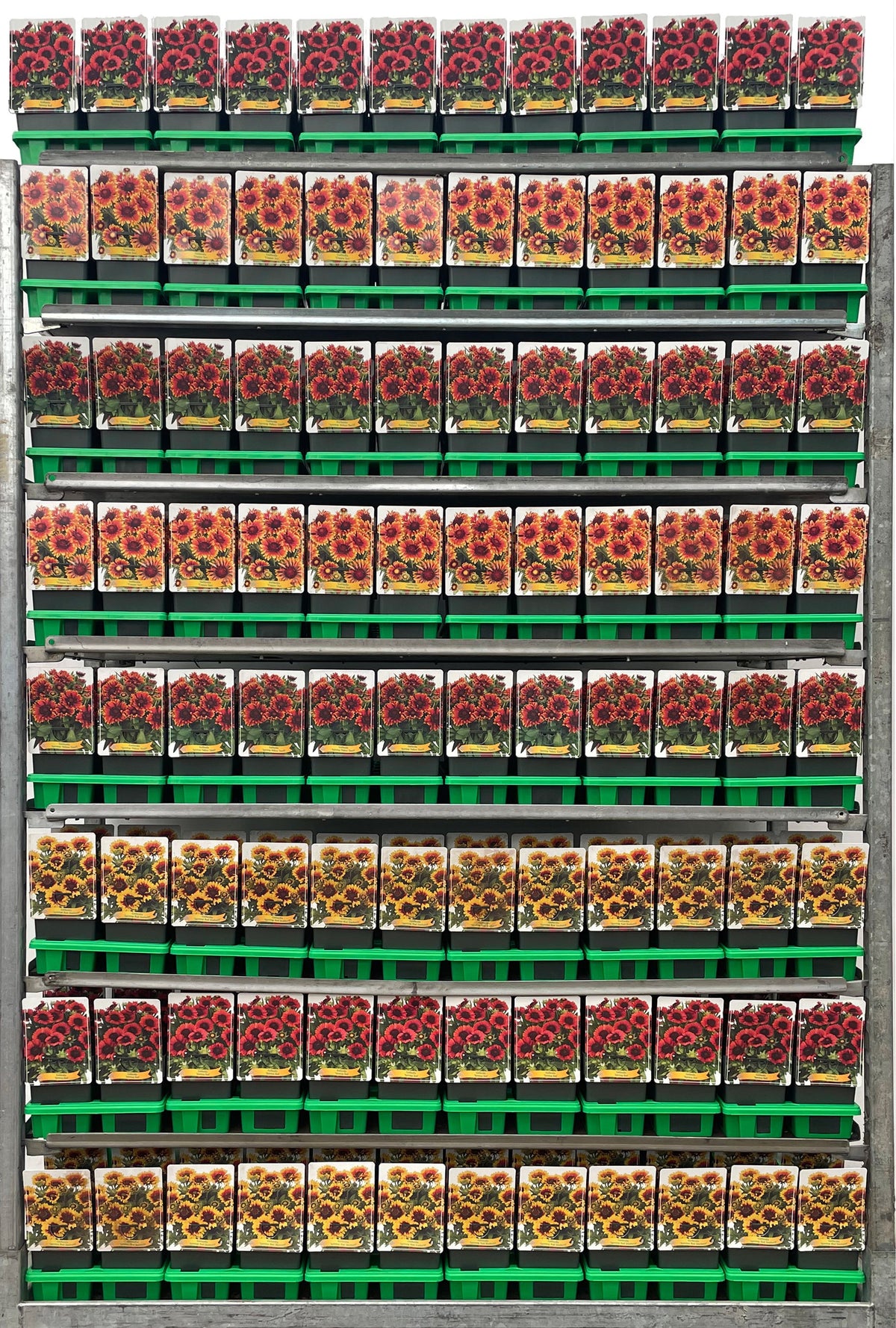 Gaillardia mix 25cm 11cm Pot