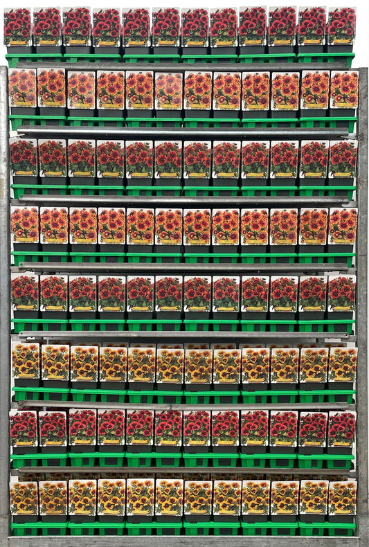 Gaillardia mix 25cm 11cm Pot