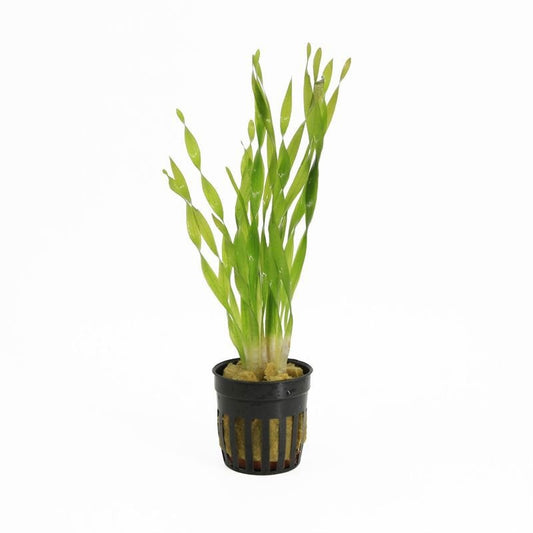Vallisneria asiatica 10cm 5cm Pot
