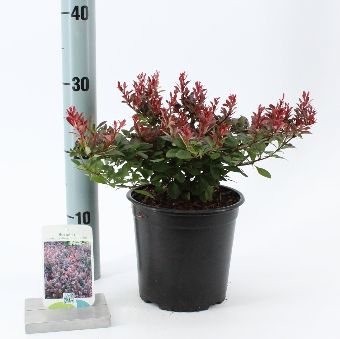 About Plants Zundert BV Berberis thunbergii Atropurpurea Nana Pack of 1
