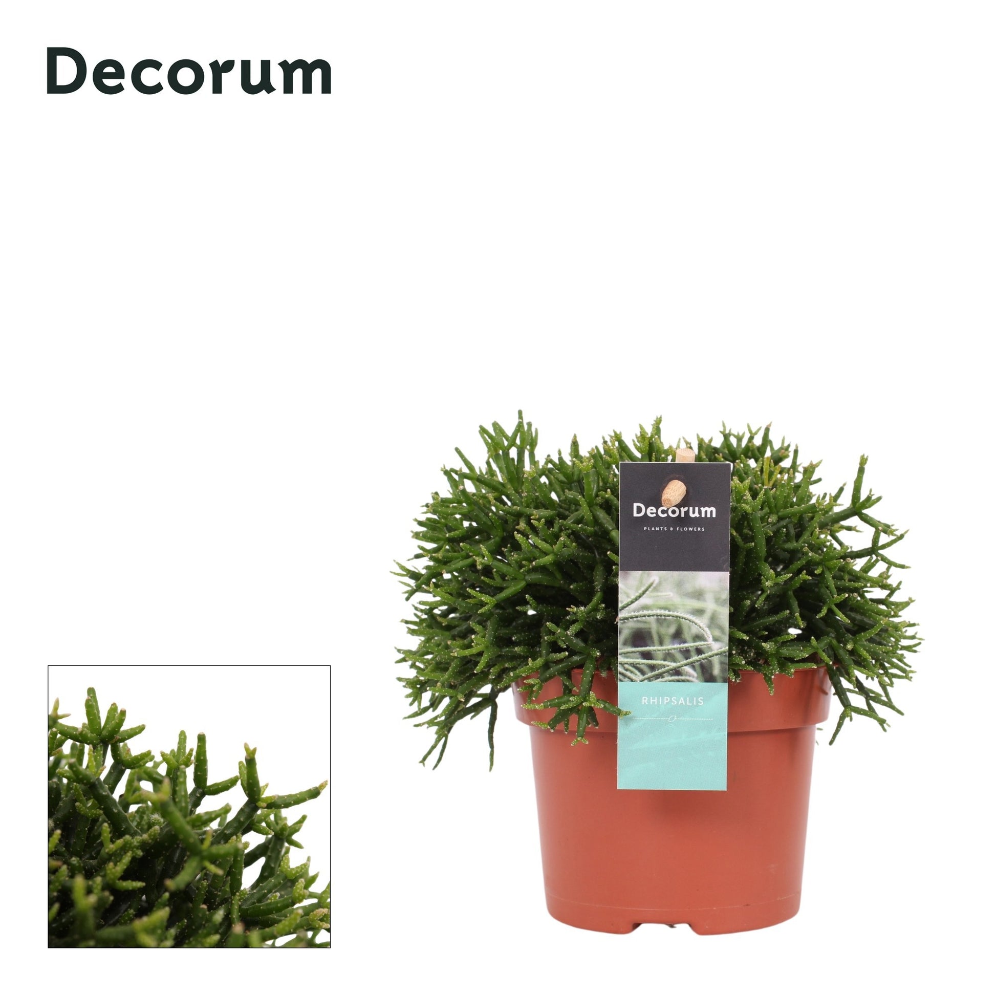 Hatiora 15cm 510cm Pot