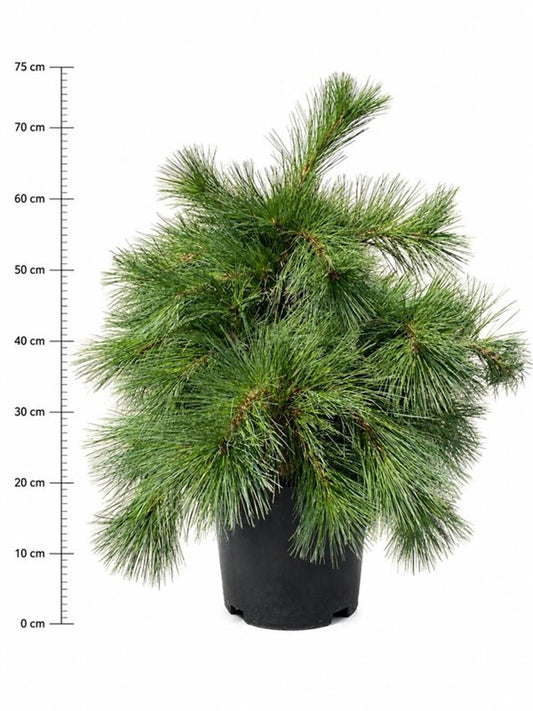 Pinus str. Niagara Falls 65cm 32cm Pot