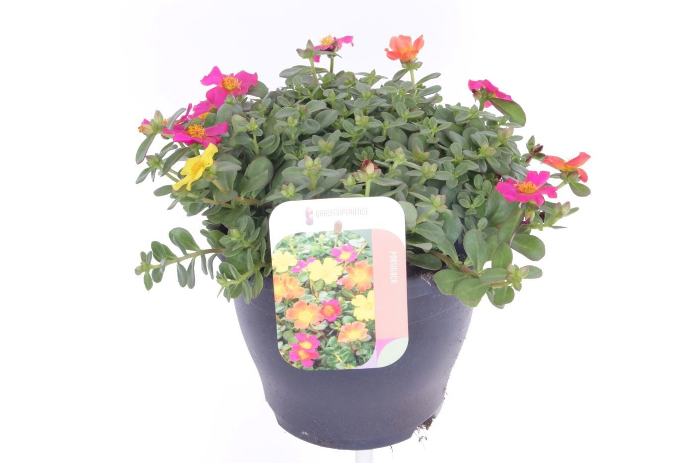 Portulaca 30cm 23cm Pot