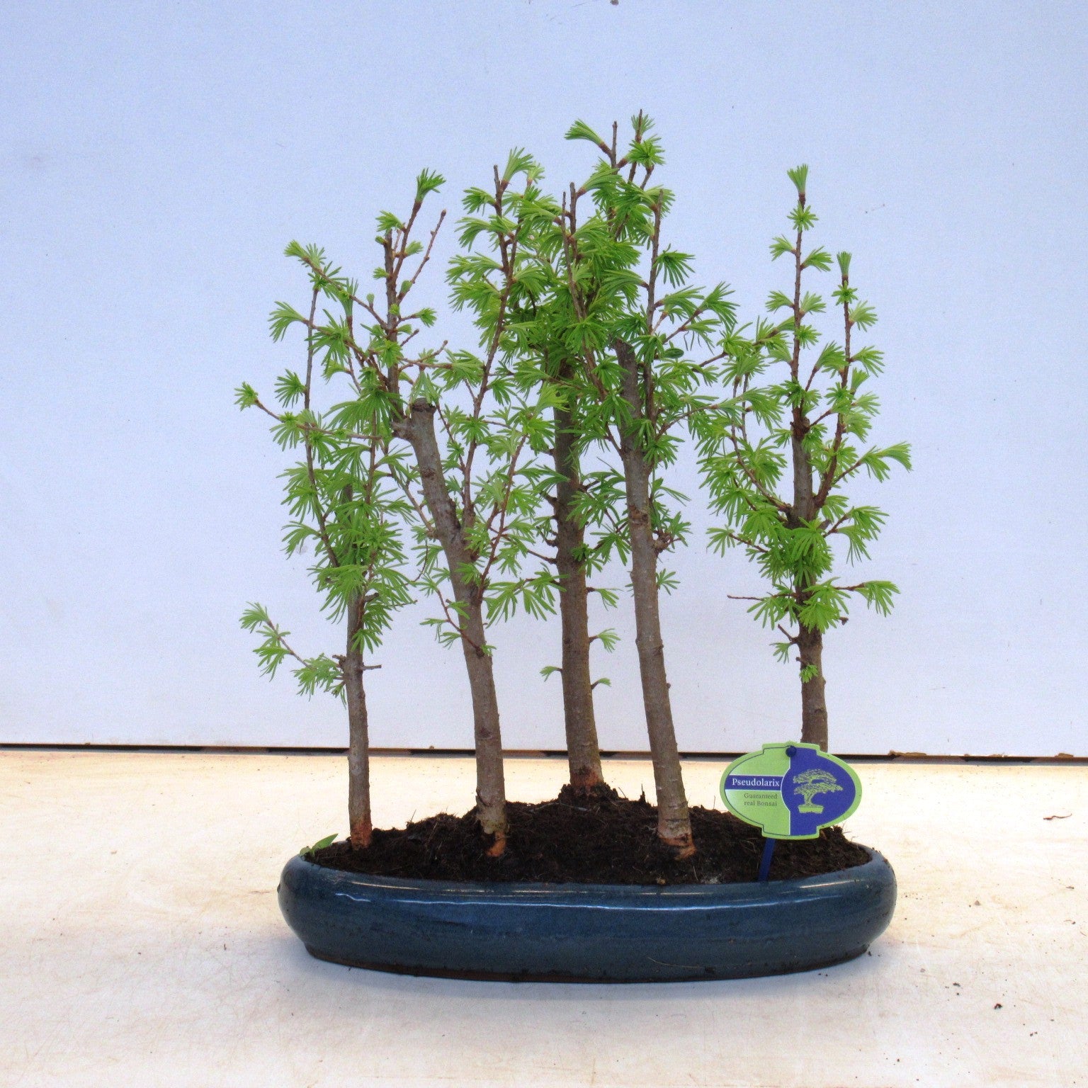 Pseudolarix amabilis 45cm 35cm Pot