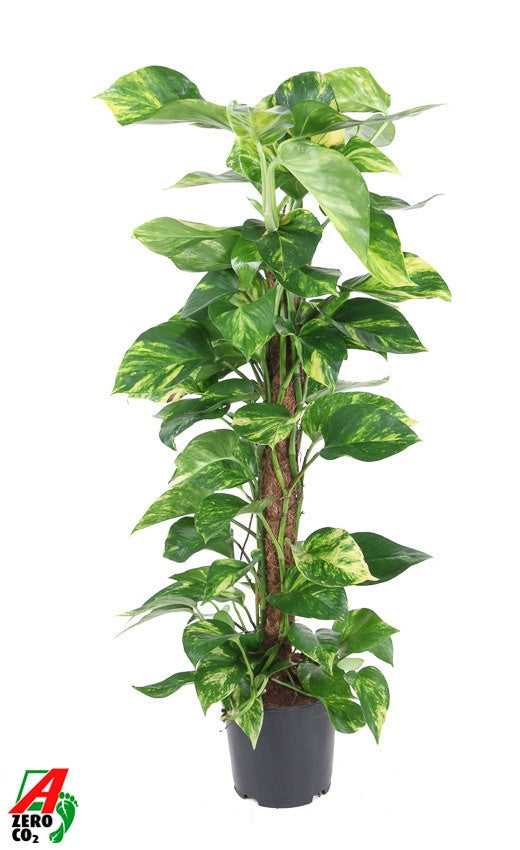 Epipremnum pinatum mosspole 90cm 19cm Pot