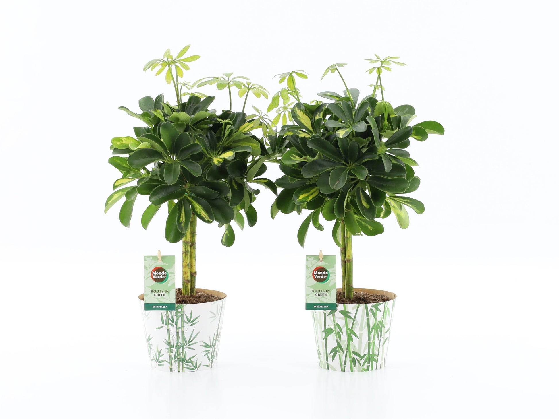Schefflera Gold Capella 40cm 12cm Pot