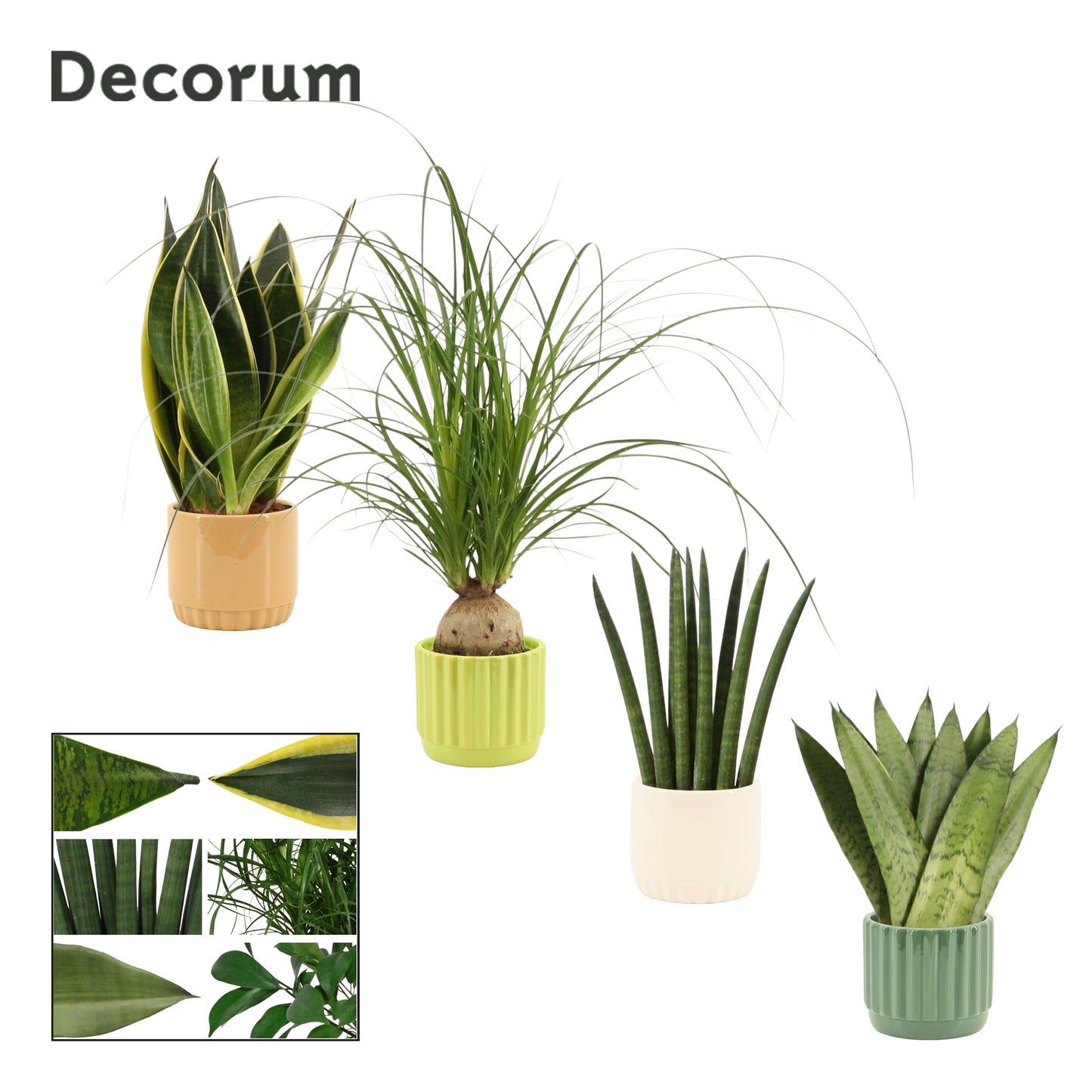 Foliage houseplants mix 20cm 9cm Pot