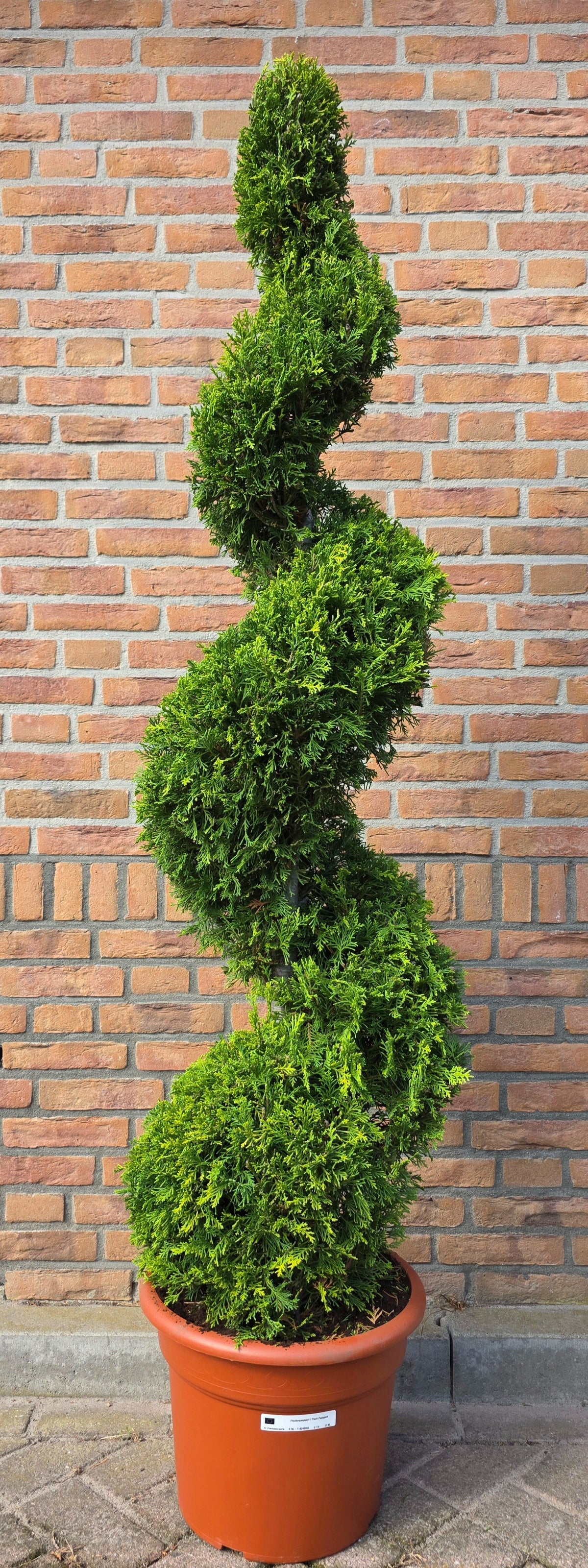 Chamaecyparis Ilona 180cm 38cm Pot