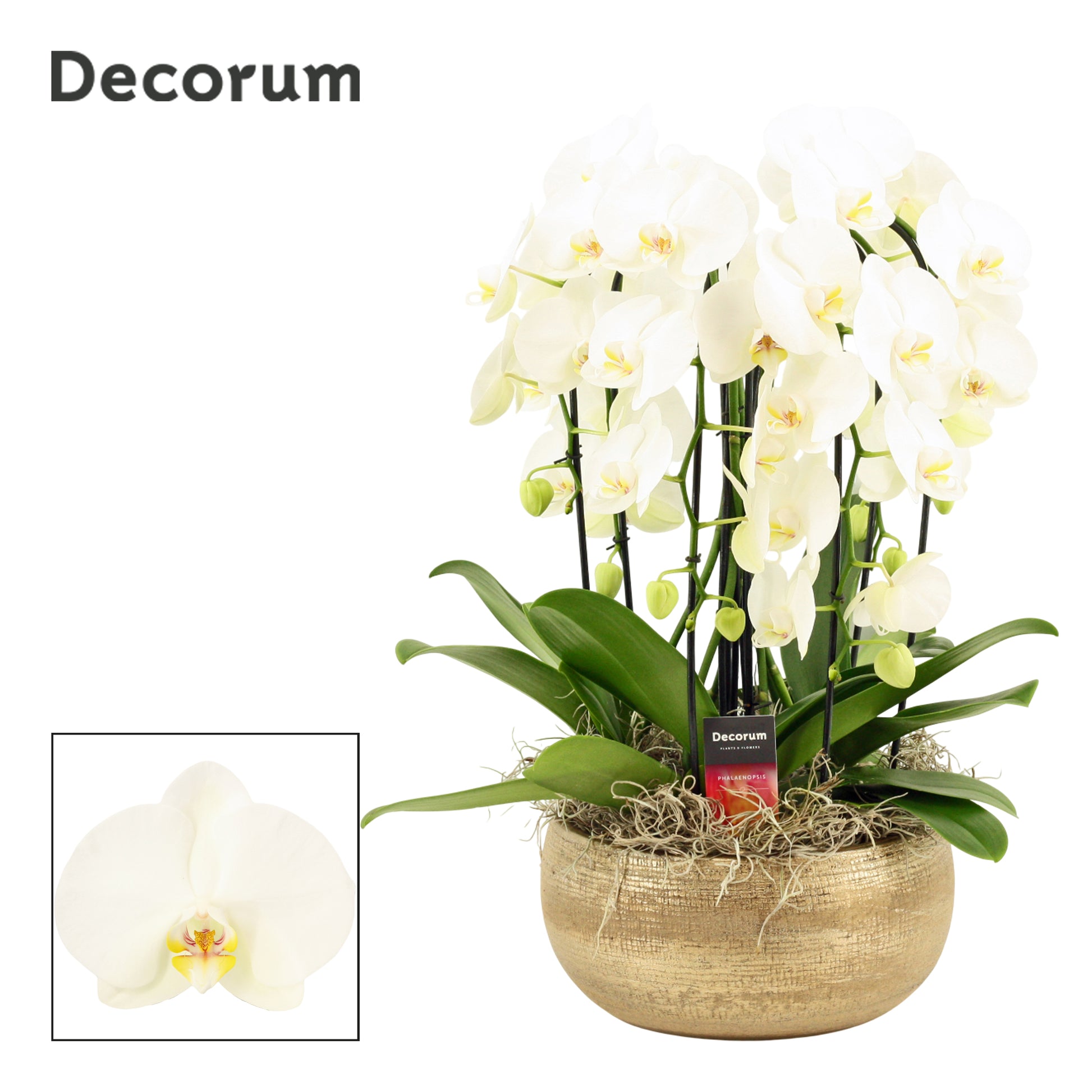 Phalaenopsis white 55cm 27cm Pot