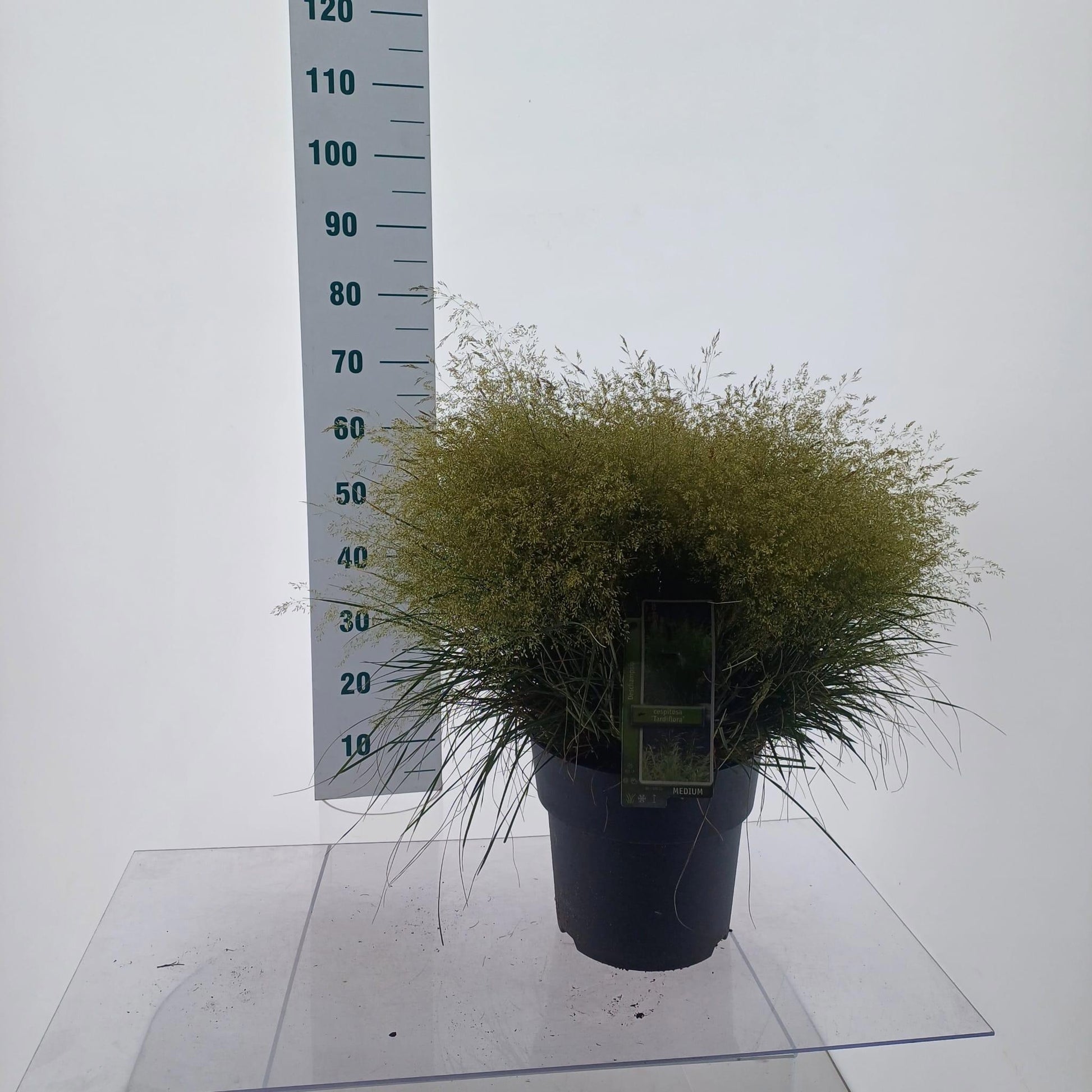 Deschampsia cespitosa 105cm 29cm Pot