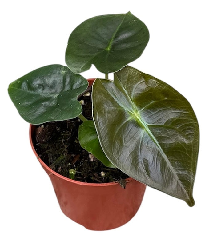 Alocasia amazonica 12cm 8cm Pot