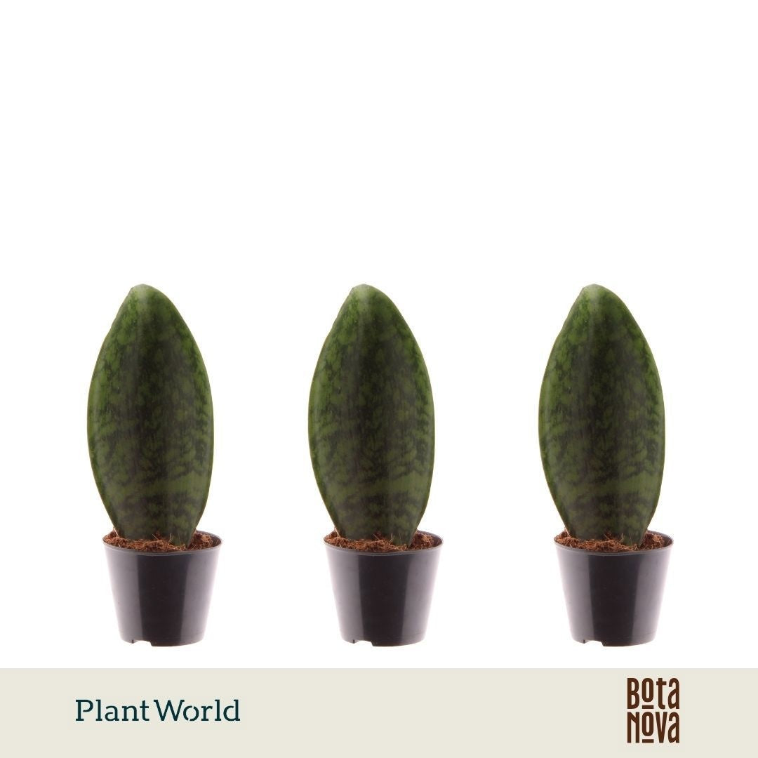 Sansevieria 25cm Special Pot (508)