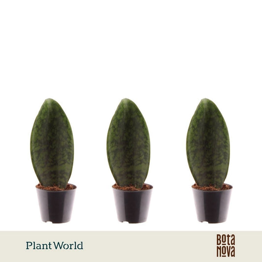 Sansevieria 25cm Special Pot (508)