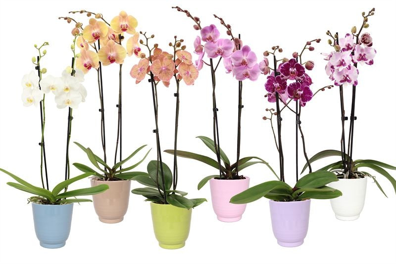 Phalaenopsis mix 55cm 12cm Pot