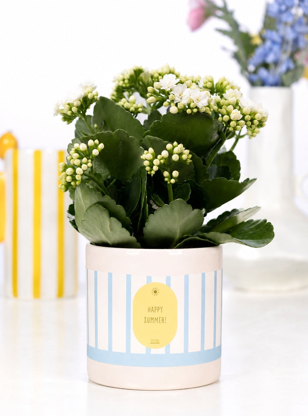 Kalanchoe Rosalina Don Paloma 27cm 12cm Pot