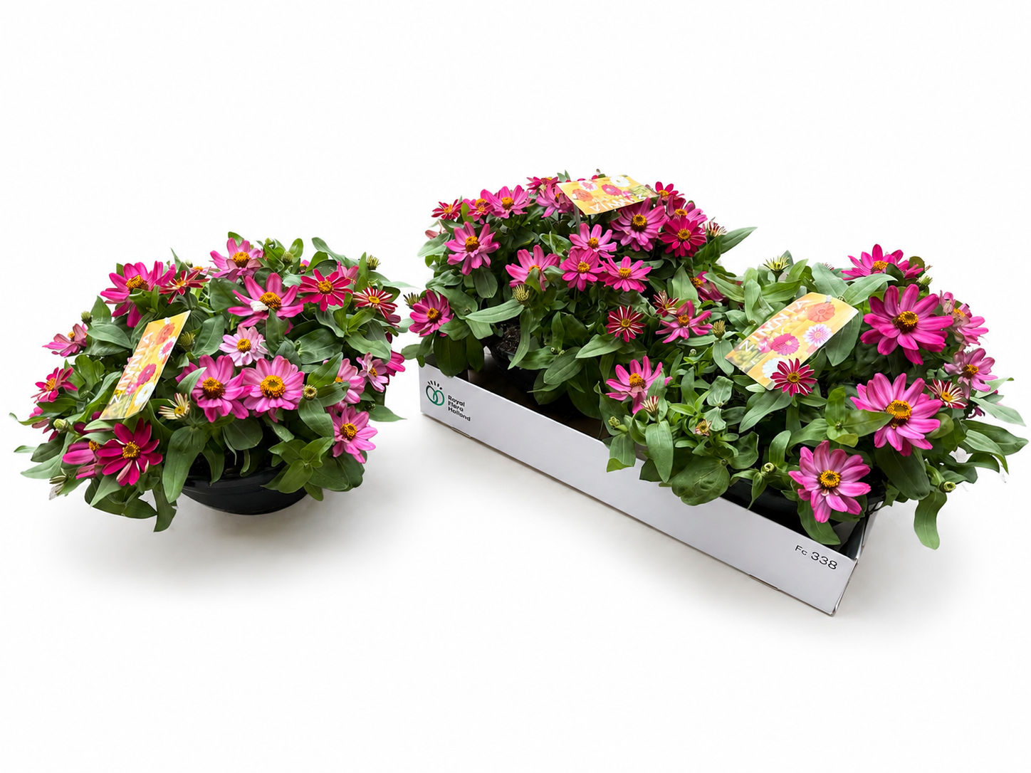 Scheffers, A.J.S. Zinnia Zahara Coral Rose Pack of 2