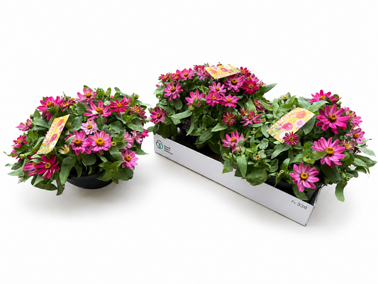 Scheffers, A.J.S. Zinnia Zahara Coral Rose Pack of 2