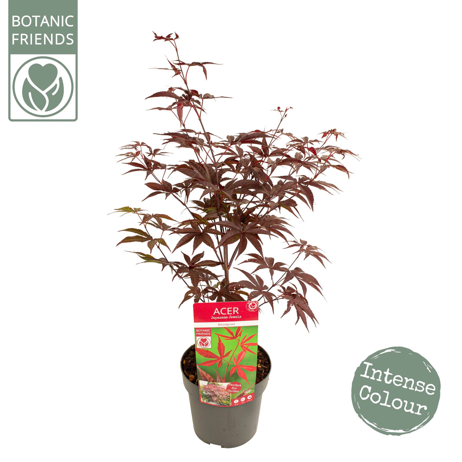 Acer Bloodgood 65cm 19cm Pot