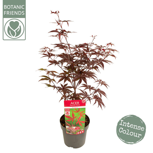 Acer Bloodgood 65cm 19cm Pot