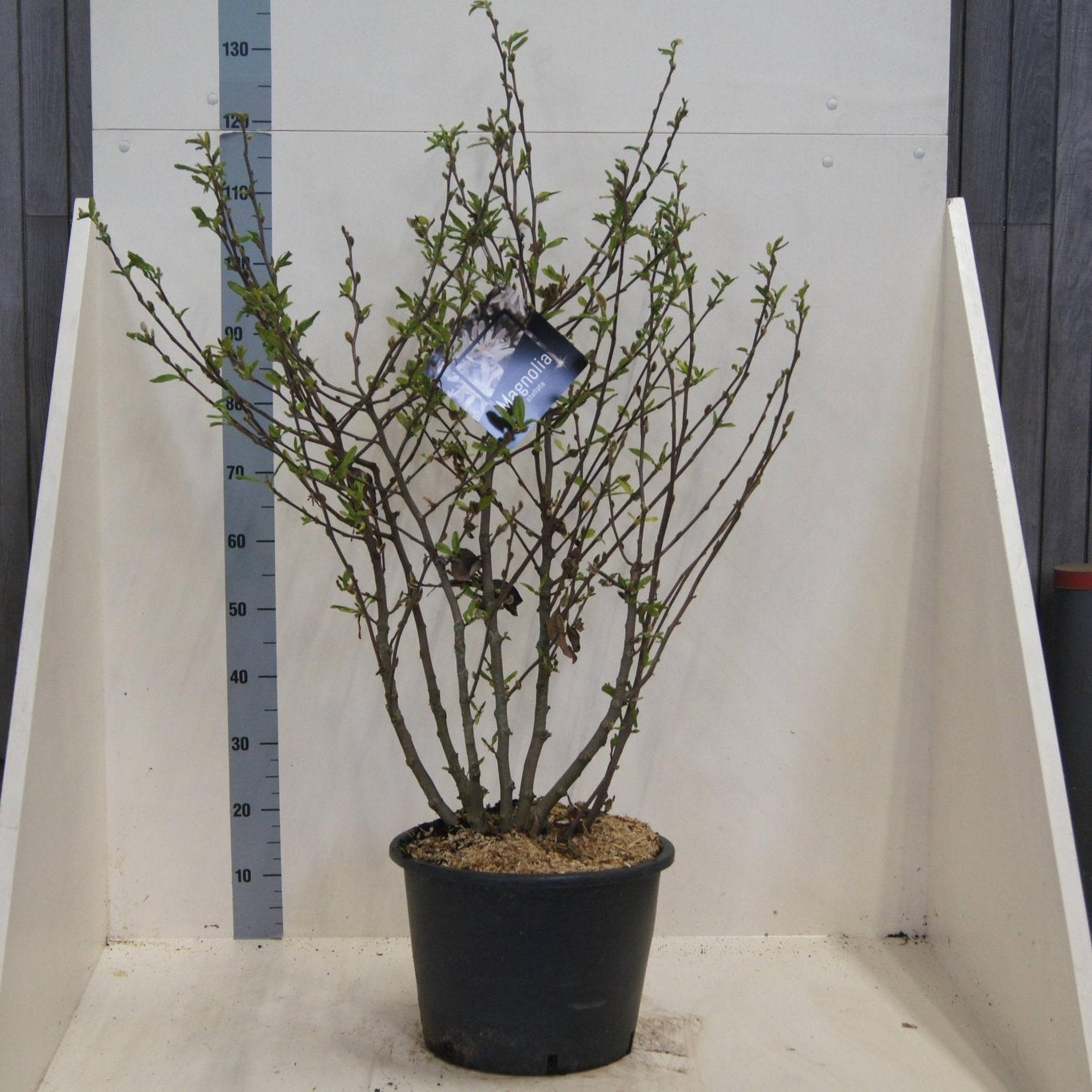 Magnolia stellata 150cm 40cm Pot