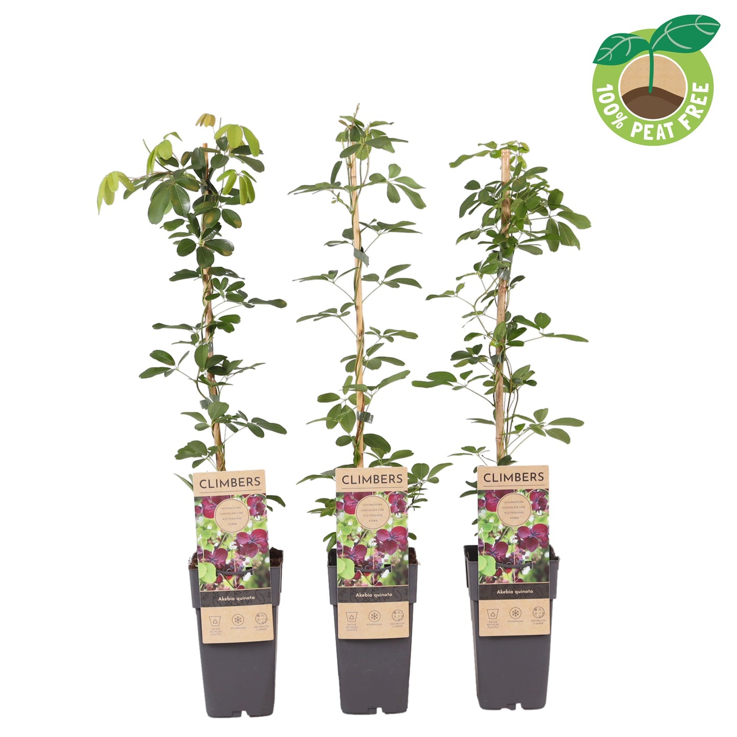 Akebia quinata (chocolate vine) 60cm 15cm Pot