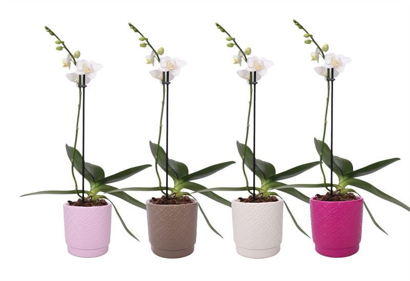 Phalaenopsis multiflora white 35cm 9cm Pot