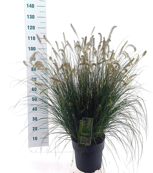 Pennisetum Hameln 110cm 29cm Pot