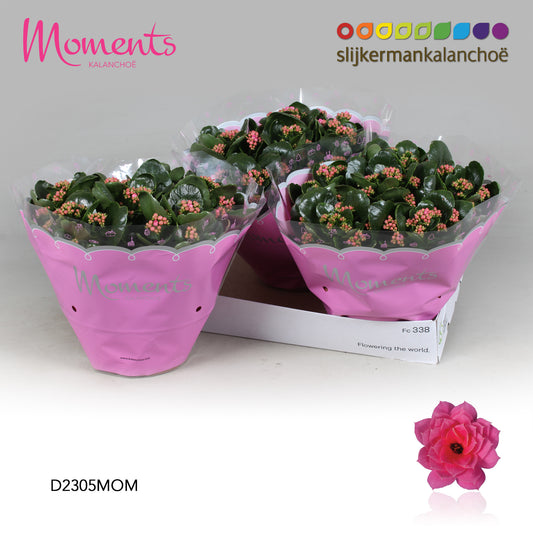 Kalanchoe Serenity Pink 28cm 23cm Pot