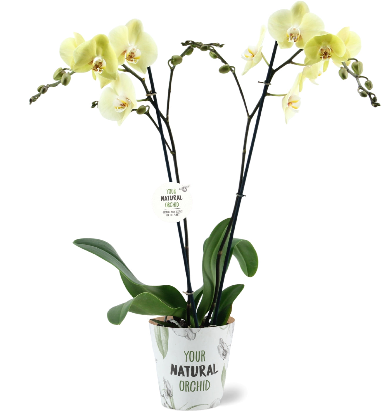 Phalaenopsis Cremona 55cm 12cm Pot