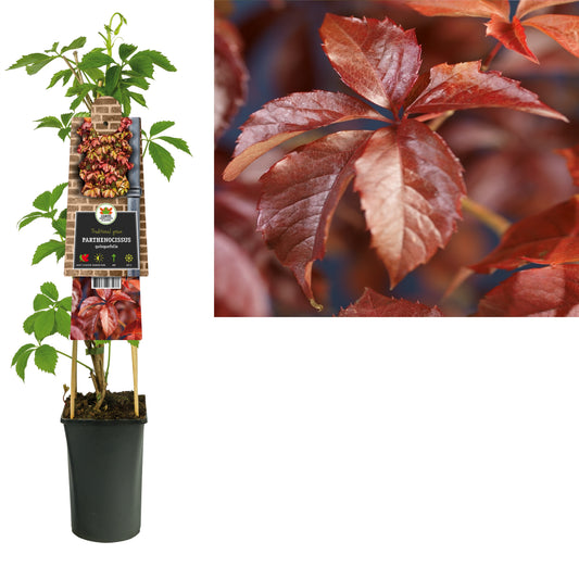 Parthenocissus quinquefolia 75cm 17cm Pot